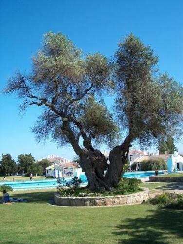 Pedras Del Rei Studio Tavira Zewnętrze zdjęcie